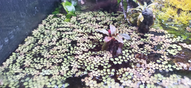 Salvinia Minima Les Salvinia Minima de Neonbleu prospèrent...