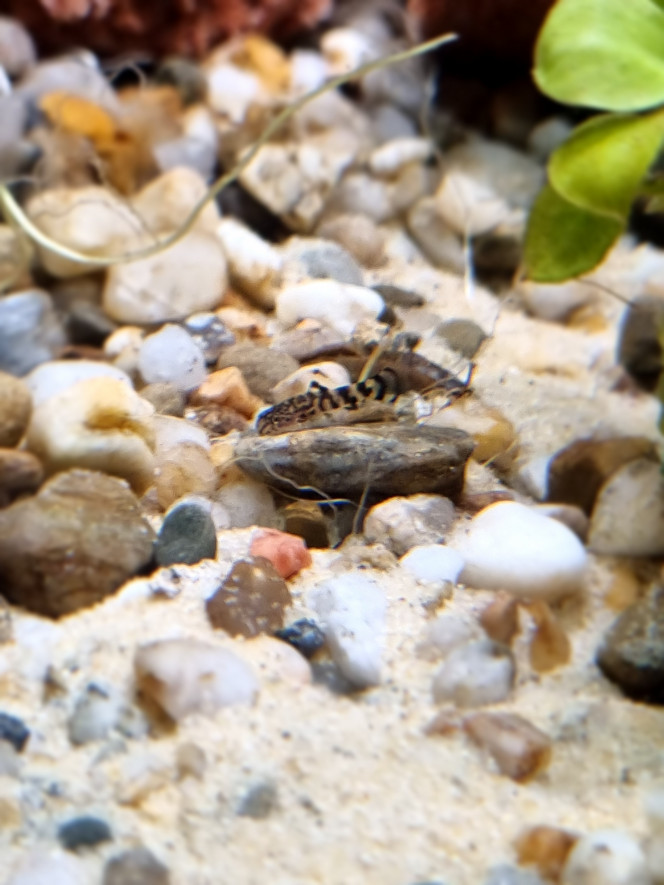 Nos Bb Sewellias Lineolata Premières naissances dans l'aquarium