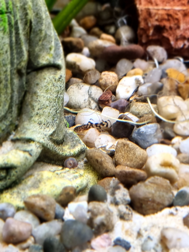 Nos Bb Sewellias Lineolata Premières naissances dans l'aquarium