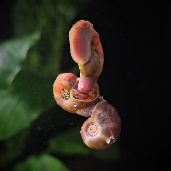 Photographie du post de MarleneMLX 