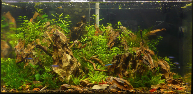 40L  shallow Vieux 40 L shallow mis en eau en 2009 et arrêté depuis belle lurette. 45X45x20 cm

Okho stone
Micranthemum, Pogostemon helferi....et je ne me rappelle plus de la plante du fond.
Paracheirodon simulans et red cherry (sakura ou red fire maintenant)