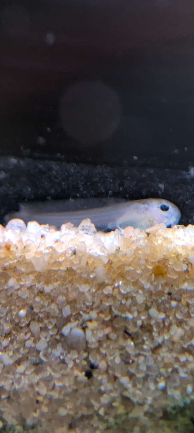 Des nouvelles du bac Bonjour à tous, 
Pas mal de changements sur ces dernières semaines ; les garras et les sewellias ont déménagé. Les garras sont partis dans un bac bien plus grand, ils étaient à l'étroit avec la hauteur de mon bac (35cm pour rappel) ça reste des poissons très nageurs et très très vifs. 
Ensuite, j'ai également trouvé une bonne famille pour les sewellias dans l'idée de dédier ce bac aux aspidoras. C'est un petit poisson absolument génial, ultra vif et vraiment fun à regarder. 
J'ai donc repensé le bac pour qu'il corresponde à leur besoin (racines, plus d'espace de nage, feuilles, branches, etc) et j'en ai profité pour tester quelques plantes en "riparium" pour voir ce que ça donne et dans l'objectif de tamiser la lumière qui atteint le bac pour faire comme une canopée.
Ils se portent beaucoup mieux depuis qu'ils sont presque seuls (presque car ils partagent le bac avec 6 mâles endlers qui ne sont plus tout jeune, je vais certainement leur créer un bac de retraite) :  beaucoup plus nageurs, ils mangent mieux également. Ils se reproduisent pas mal et je vois des jeunes apparaître petit à petit (environ 5 depuis la refonte du bac en septembre). J'ai vraiment hâte de découvrir leur comportement quand ils seront en plus grand nombre, ça va être la folie je pense.