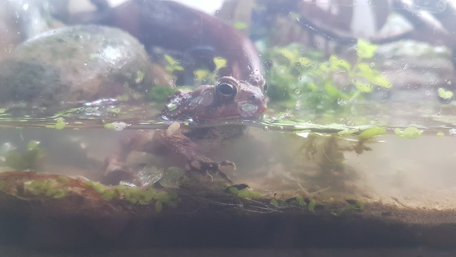 Trempette du matin Germaine qui se baigne de bon matin