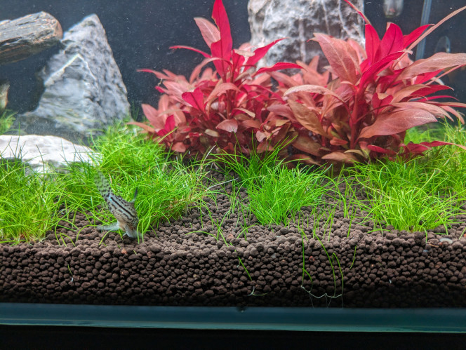 Modification bac Hello la commu' ! 

Gros changements du côté de mon bac : le sable initialement mis l'an dernier pour des axolotl n'était vraiment pas fou pour la pousse des plantes alors je suis reparti de zéro.

Au programme : 
- 18 litres de Ada Amazonia
- des cailloux
- 15 pots in vitro d'Eleocharis Mini
- 2 pots in vitro de Rotala Wallichi 
- 2 pots in vitro de alternanthera reineckii mini 
- une bucephalandra in vitro
- des morceaux de bois (d'autres sont en train de baigner)

Je suis passé par 4 semaines de dry start pour laisser les plantes s'enraciner. Pendant ce temps, mes poissons et le filtre de l'aquarium étaient dans un petit bac de "sauvetage"

Mise en eau il y a une semaine, tout tenait parfaitement ! 
Je n'ai mis que de l'eau osmosée reminéralisée pour avoir un GH de 5/7 et un KH de 2.
J'ai juste eu une petite montée de nitrites qui s'est vite résorbée à grands coups de changements d'eau le temps de laisser le filtre s'adapter à ce nouveau sol. La hausse des nitrites constatée n'aura duré que 5 jours.

Du côté des plantes, le dry start a permis à l'eleocharis et l'alternanthera de très bien se développer. J'avais quelques doutes avec la rotala car elle me paraissait très chétive pendant ces semaines mais une fois la mise en eau effectué elle a explosé en volume et sa croissance est désormais rapide !