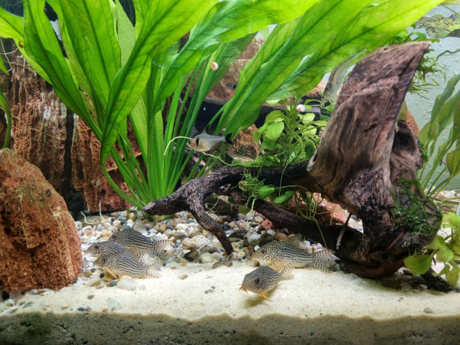 Corydoras sterbai Ils sont vraiment trop mignons.