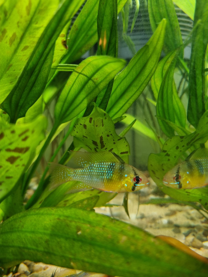 Mikrogeophagus Ramirezi Le nouveau couple de l'aquarium