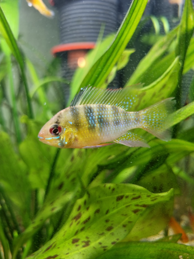 Mikrogeophagus Ramirezi Le nouveau couple de l'aquarium