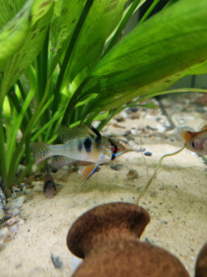 Mikrogeophagus Ramirezi Le nouveau couple de l'aquarium