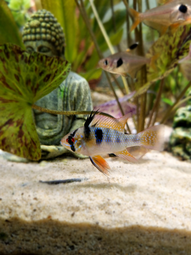 Mikrogeophagus Ramirezi Le nouveau couple de l'aquarium