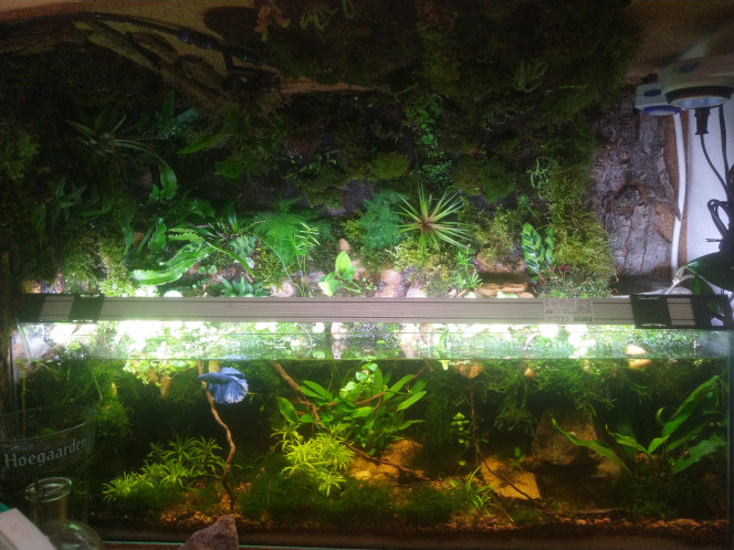 Mise a jour de l'aquarium transformé en paludarium ouvert au bout de 3 mois, d'ajouts et d'expérimentations, on arrive presque à la concrétisation de ce que j'avais en tête. 
Cuve de 75cm de large sur 30cm de  haut et 30cm de profondeur,
Paludarium ouvert sur 70* 40 *30.

je réfléchi au prochain projet, la même mais sur un cuve de 600l avec ajout d'un palu d'1,5m3 =)