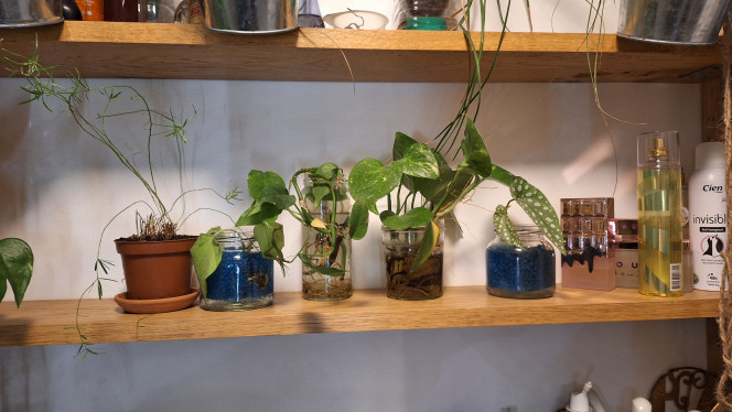 Boutures Le futur bac commence à prendre forme dans mon esprit.
Hier soir j'ai fait le tour des plantes de l'appartement pour récupérer quelques boutures pour officiellement lancer la préparation du bac.

Le weekend prochain je vais mettre en place la culture des mousses terrestres et acheter quelques petites fougères à mettre en culture.

Je voudrais trouver un ou deux ficus "ginseng"

La mise en eau est prévue pour 2026 ?
L'idée est de dépenser quelques dizaines d'euros par mois