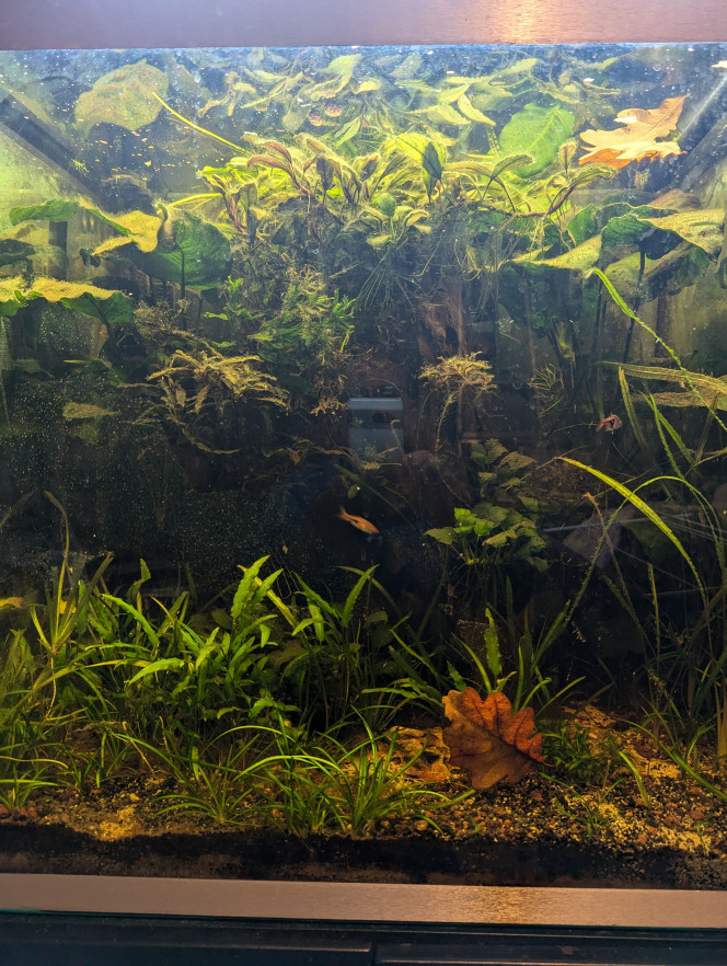 Remise en forme / phase 2 Ça reprend forme.

Les anubias sont devenues énorme, plus bcp de lumière au sol.

+ Les poissons ne peuvent plus tourner autour de l îlot central.

Vente / don d énormes anubias à suivre

+ Je cherche des plantes flottantes