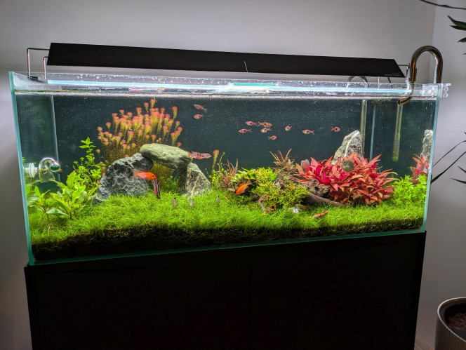 Ça pousse ! La gazonnante a bien recouvert la majeure partie du sol, l'alternanthera fait son petit buisson et la rotala regarde tout le monde de haut.

Depuis 3 semaines j'ai rajouté plusieurs plantes en vrac, les in vitro sont super bien parties tandis que les autres ont pris un petit coup au démarrage mais sont en train de se remettre. ?

Paramètres au top, les nitrates ne montent presque pas entre deux changements d'eau, merci les plantes. ?