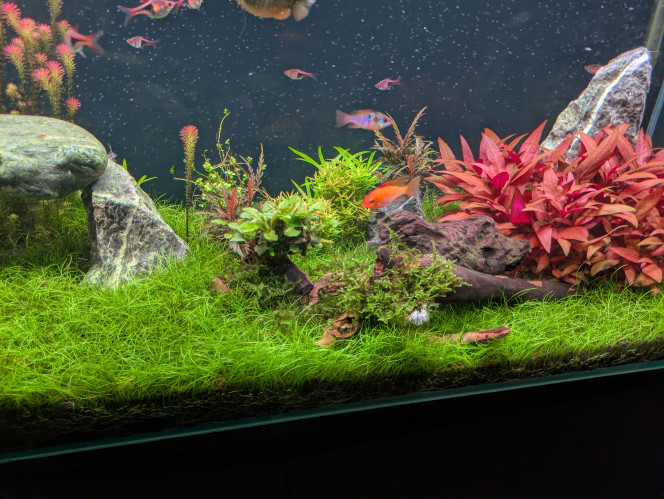 Ça pousse ! La gazonnante a bien recouvert la majeure partie du sol, l'alternanthera fait son petit buisson et la rotala regarde tout le monde de haut.

Depuis 3 semaines j'ai rajouté plusieurs plantes en vrac, les in vitro sont super bien parties tandis que les autres ont pris un petit coup au démarrage mais sont en train de se remettre. ?

Paramètres au top, les nitrates ne montent presque pas entre deux changements d'eau, merci les plantes. ?