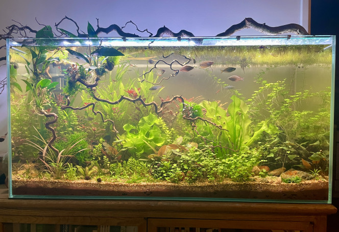  Et voilà mon aquarium a un mois et demi et ça va super bien ?