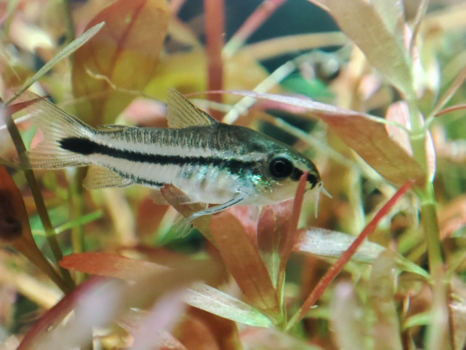 Corydoras pygmé Ils dorment partout. ?