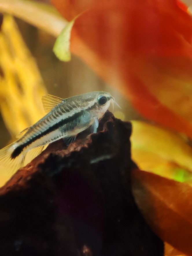 Corydoras pygmés Repos soldat