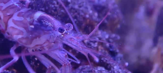 Mes crevettes vont me faire des bébés Une de mes crevettes mangeuses d'aiptasias porte des œufs sous son ventre. Difficile à prendre en photo hélas...