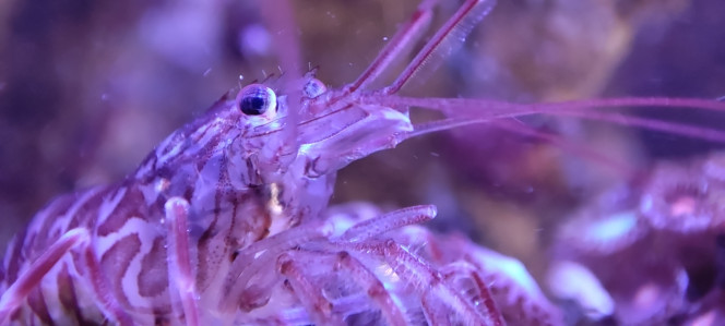 Mes crevettes vont me faire des bébés Une de mes crevettes mangeuses d'aiptasias porte des œufs sous son ventre. Difficile à prendre en photo hélas...