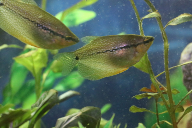 Deux gouramis 