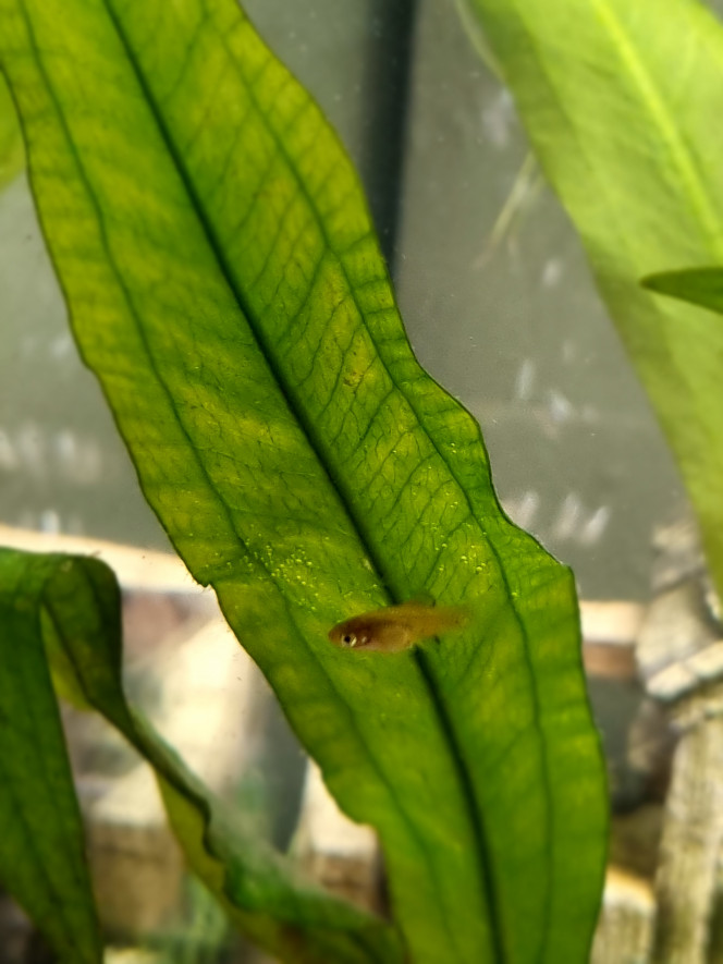 Des bb Platy Difficile à prendre en photos