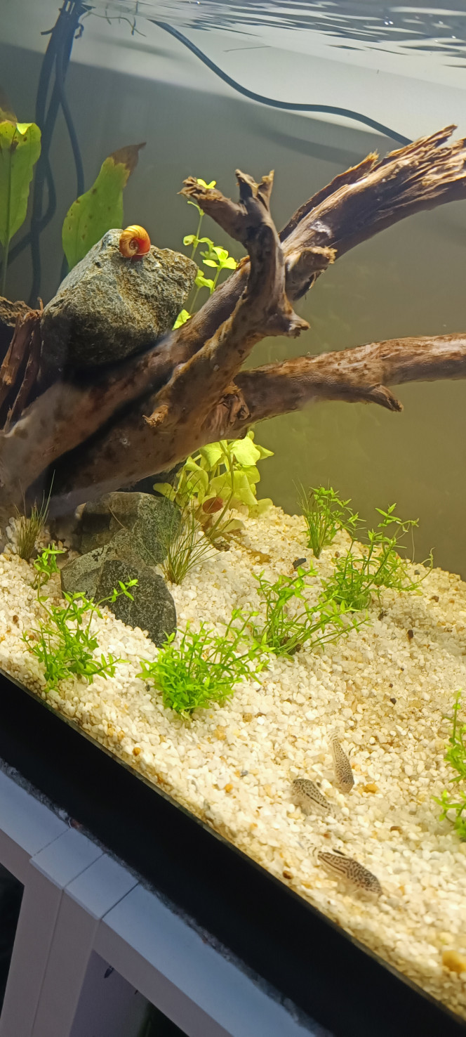 premier habitants Après plusieurs jours de test de l'eau voici arrivés 3 corydoras léopard et 2 escargots.

Je voulais commencer avec des crevettes bleue mais y'en avait pas en magasin. Et on m'a déconseillé avec les futurs poissons que je voulais car elles risqueraient de se faire manger! Mais j'ai un doute...