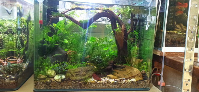 Aquascape 46l Dernière photo du 46l  un mois après l'arrivée des crevettes (des mosura blue) tout vas bien, elles ont deja toutes muée.
Le co2 et rarement actif depuis que le crevettes sont dans le bac