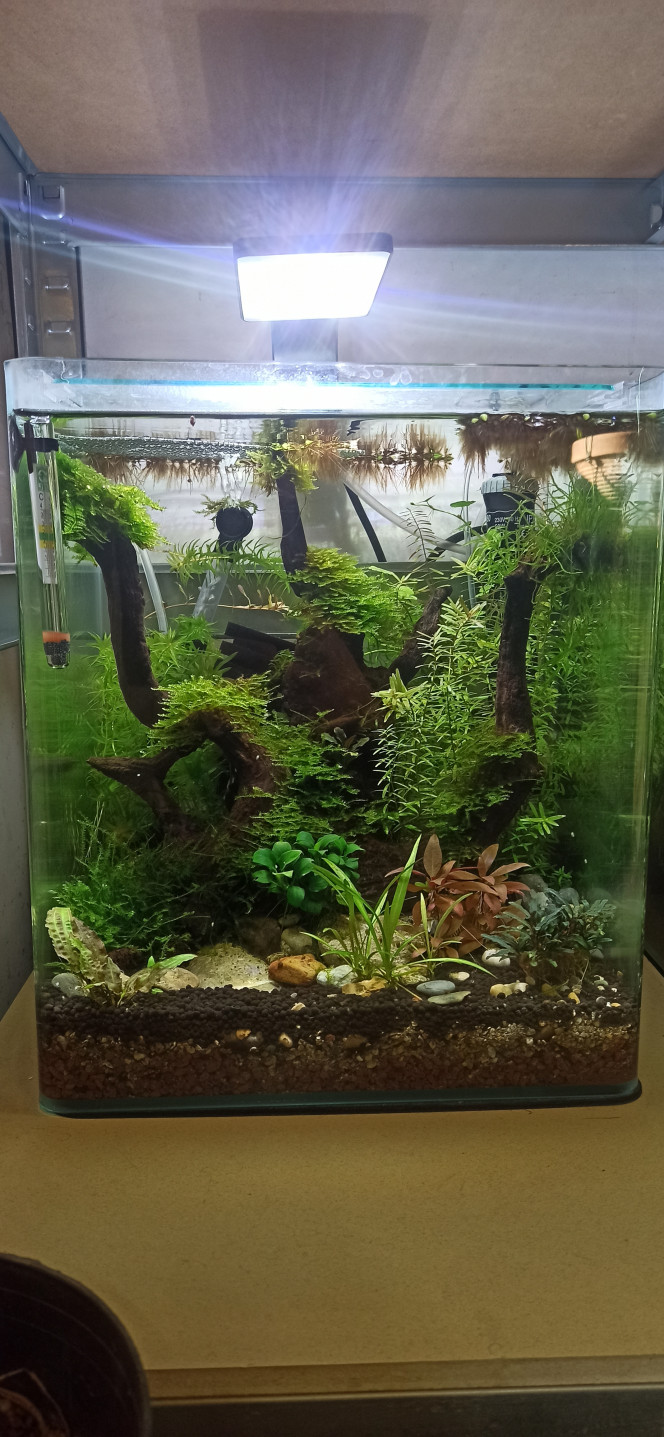 Deux mois après la mise en route du 31 l Mon aquascape de 30 litres a bien pousser mais il est toujours vide, j'ai pas encore trouvé quelles crevettes y mettre, ya  trop de variété magnifiques , dur de choisir