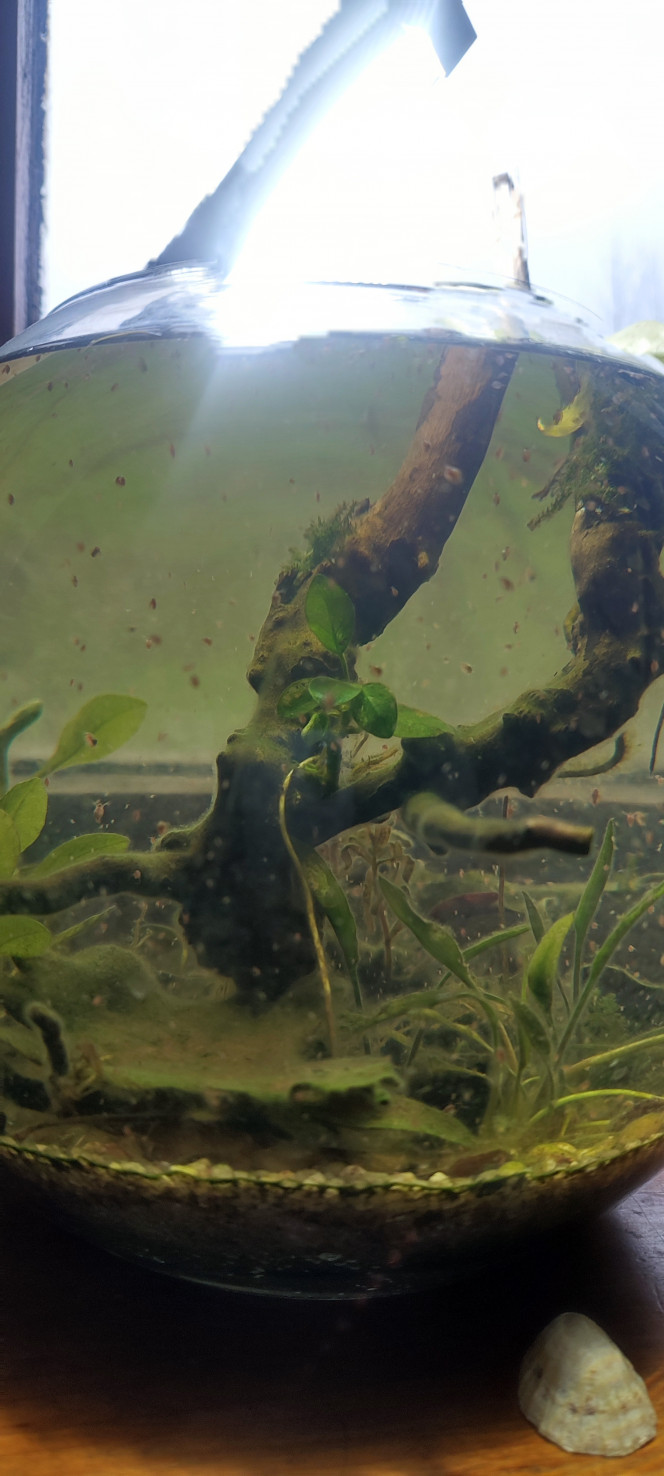 Une petite métropole à daphnies... C'est impressionnant leurs prolifération.