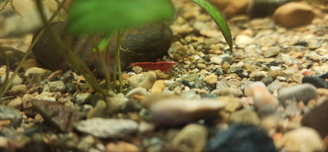  Arivée de 10  neocaridina sakura dans le palu