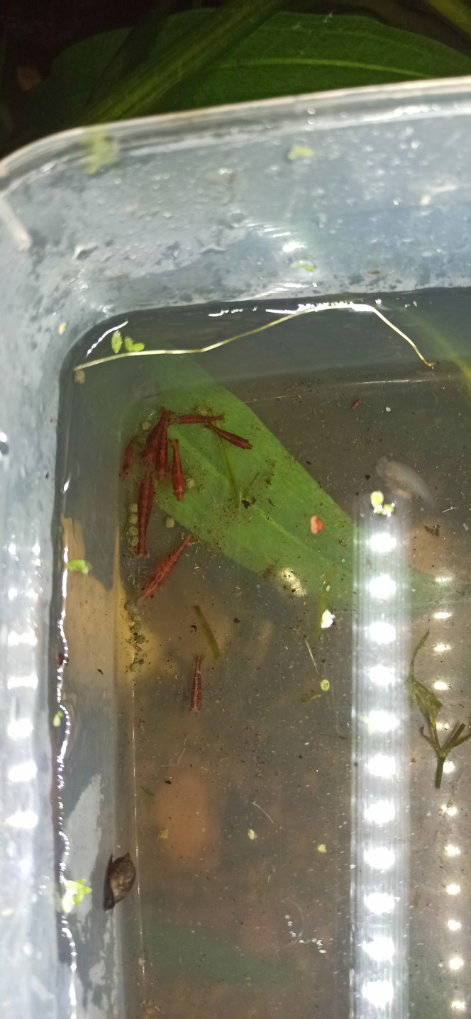  Arivée de 10  neocaridina sakura dans le palu