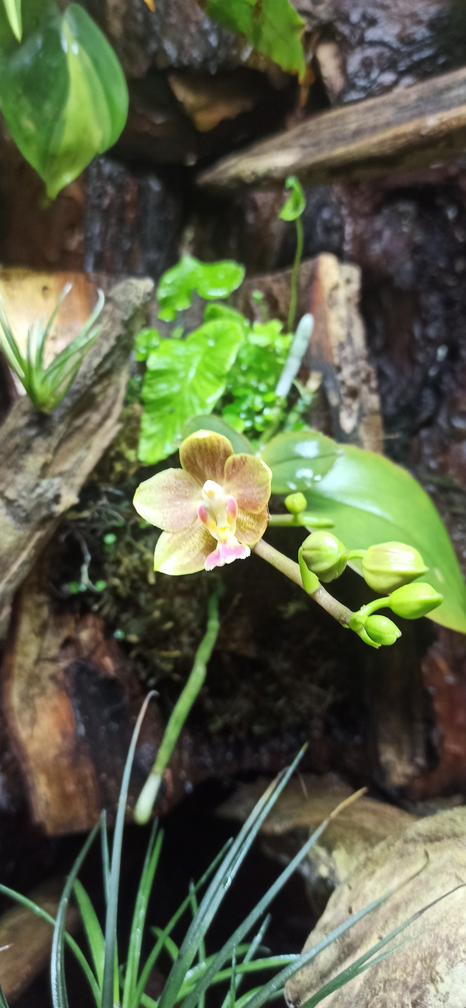 Premières fleurs du paludarium en 2025 