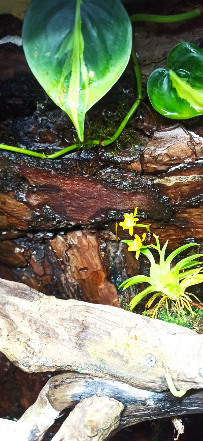 Premières fleurs du paludarium en 2025 