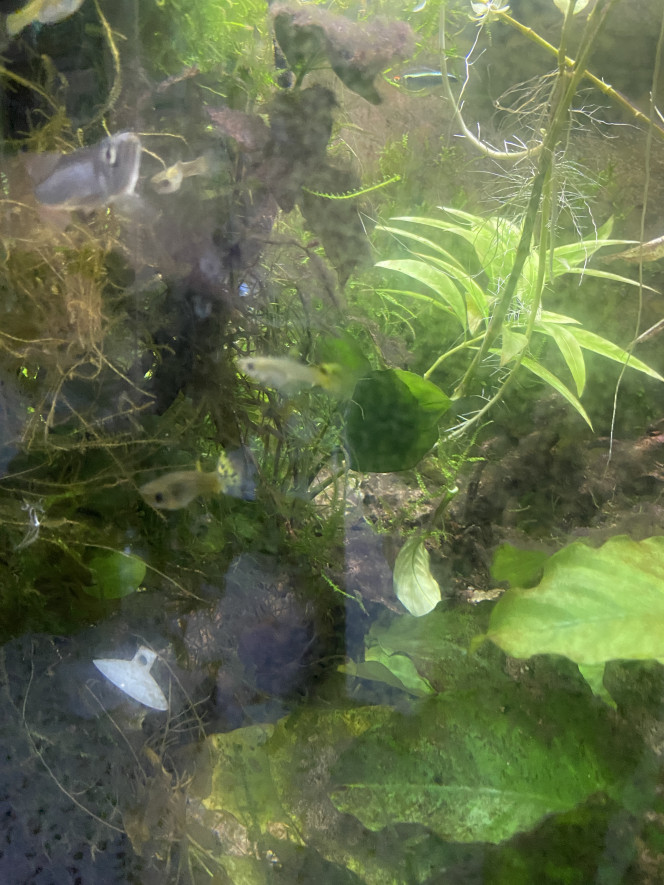 Avant la taille Demain jusqu’à dimanche taille des plantes… en passant recherche Danio voile couple