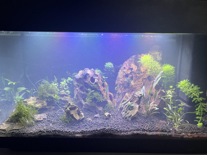 Mon aquarium 60 L après une semaine 