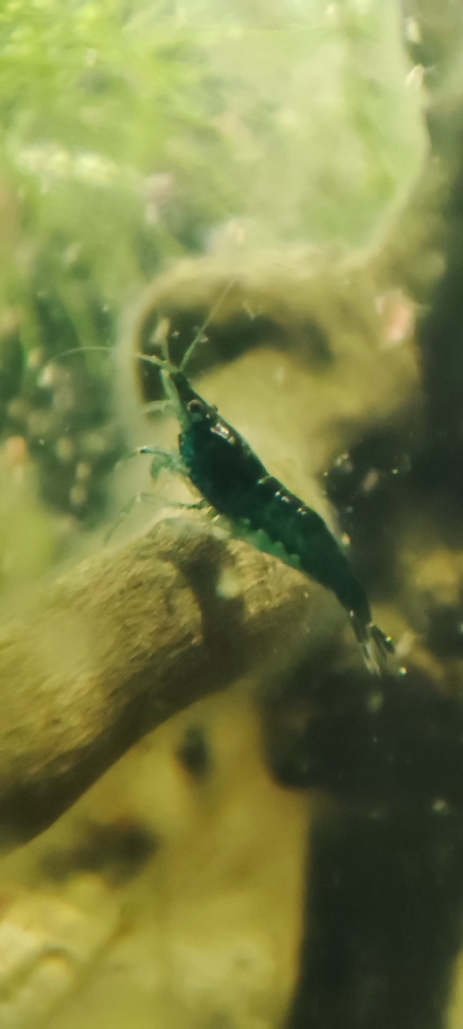 Cohabitation Crevettes et daphnies.. On va voir comment se passe la colocation dans la boule no tech.