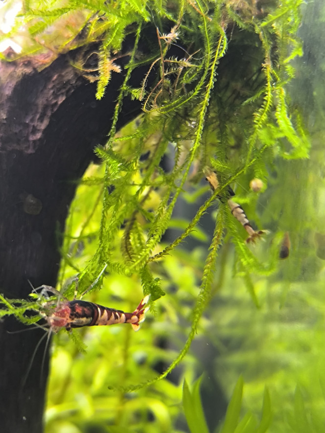 Arivée de occupantes du 30 litres Elles sont la ! , j'ai finalement choisi des fishbone red dark de chez nico shrimp