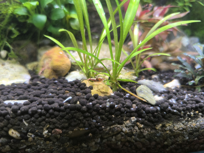 Arivée de occupantes du 30 litres Elles sont la !, j'ai finalement choisi des fishbone red dark de chez nico shrimp