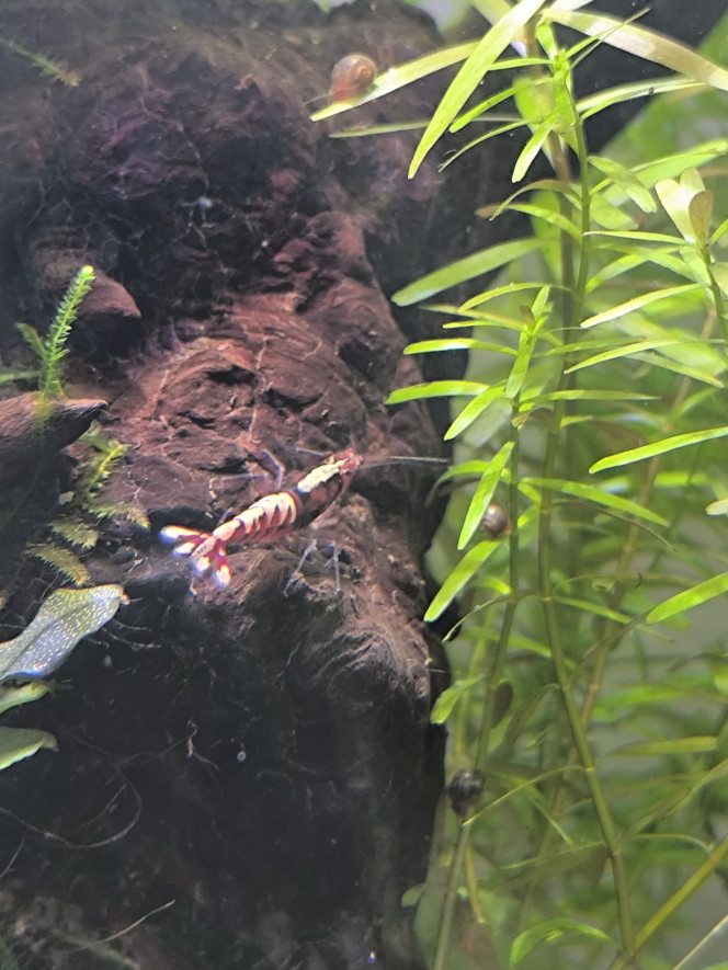 Arivée de occupantes du 30 litres Elles sont la !, j'ai finalement choisi des fishbone red dark de chez nico shrimp