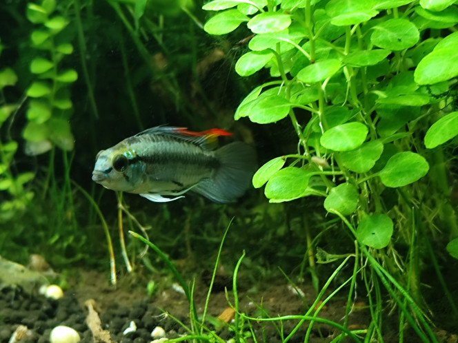 apistogramma trifasciata blue 