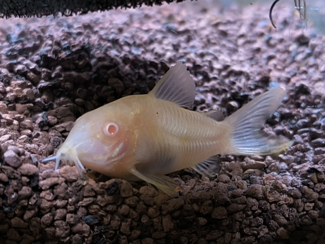 Corydoras albinos Je suis au courant que cette espece vie en banc mais mon bac n'a pas la taille adéquat.
Ca ne l'empeche pas d'etre très acclimaté et heureux.
Nous communiquons souvent ensemble. 
Ormis son role de nettoyeur de fond, il est aussi le baromètre du bac, mais avant tout: 
Le présentateur des JT/Flashs Speciaux de la chaine CoryNew's: 
Jonglant entre journaliste, grand reportaire de guère ou d'investigation, envoyé spécial!
Ses différents comportements m'indique la moindre perturbation, les événements qui viennent de ce produire, en cours, ou en préparation. Naissances, pontes, éclosions, ... Toutes les actus au royaume des crevettes: Poutch, prises de pouvoir, retournement politique, soulèvement du peuple, reunion de conspiration, traité de paix, alliance de couleurs.. ...