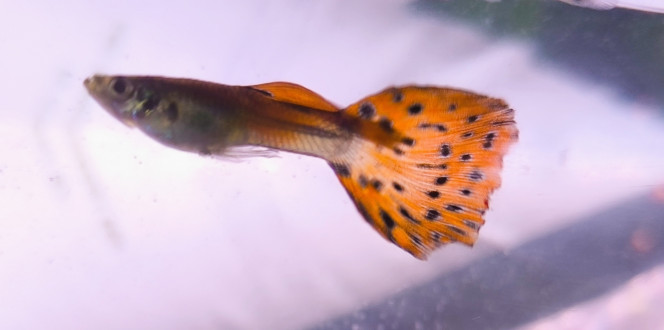 Padre Guppys endler Arlequin Guppys endler Arlequin mâle.
Souvenir de jeunes fougueux devenu père, grand-père et arrière grand-père, oncle, ... Parti à en aventure 
à la conquête d'autres eaux ... 
Gloupe les gars !