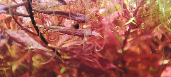 Les azolla ont des jolies racines ? Merci dimu de m'avoir fait découvrir ces jolies plantes.