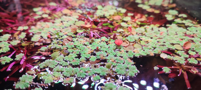 Les azolla ont des jolies racines ? Merci dimu de m'avoir fait découvrir ces jolies plantes.