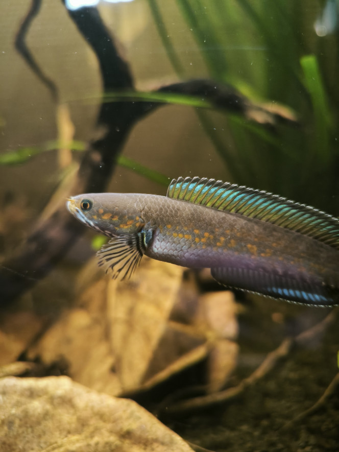 Channa andrao Mon plus gros spécimen après un copieux nourrissage au vers buffalo 
Dans ces moments on comprend mieux le nom de tête de serpent a point rouge