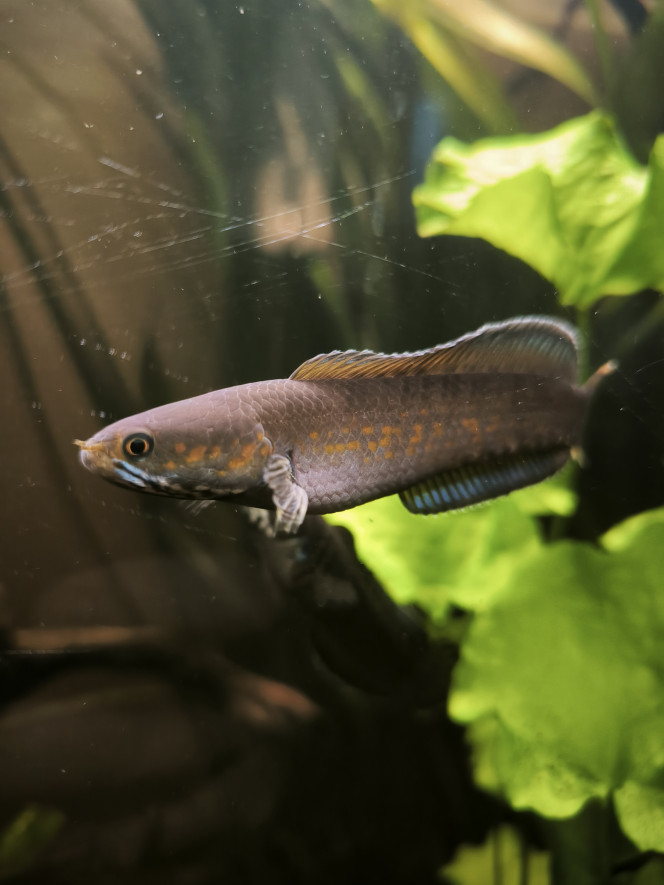 Channa andrao Mon plus gros spécimen après un copieux nourrissage au vers buffalo 
Dans ces moments on comprend mieux le nom de tête de serpent a point rouge