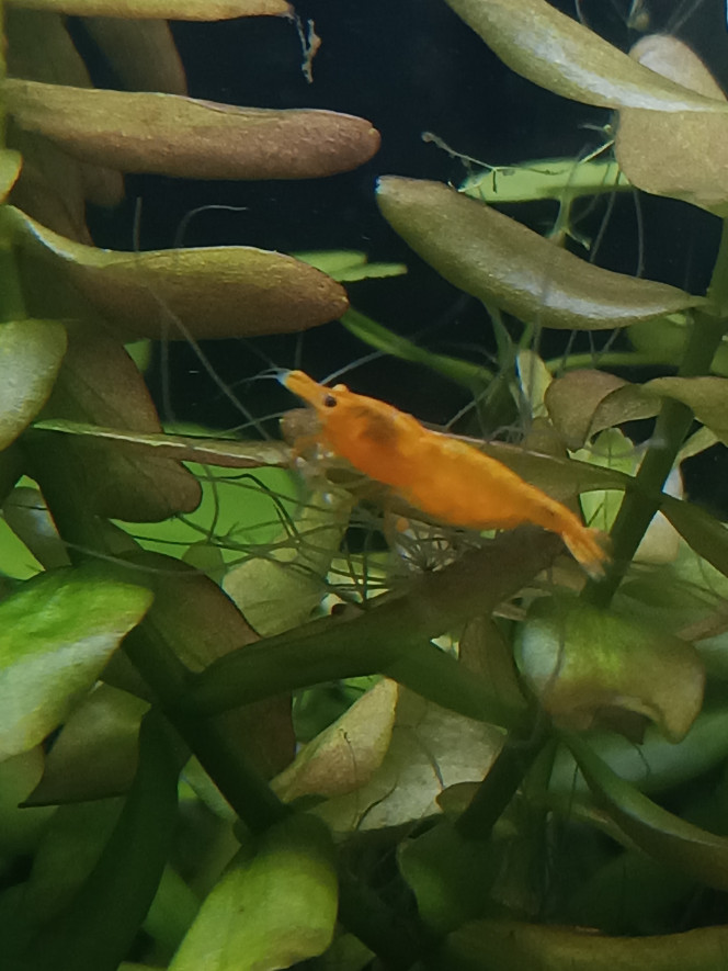 Première femelle grainée !!! La population va s'agrandir ! Cela fait maintenant un mois que mes yellows ce sont installées dans leur bac, et tout se passe au top ?? La preuve ! Après de nombreuses mues dans l'aquarium, je peux enfin observer la plus grosse femelle de bac avec des oeufs sous le ventre ? Hâte de voir tout ce petit monde grandir !