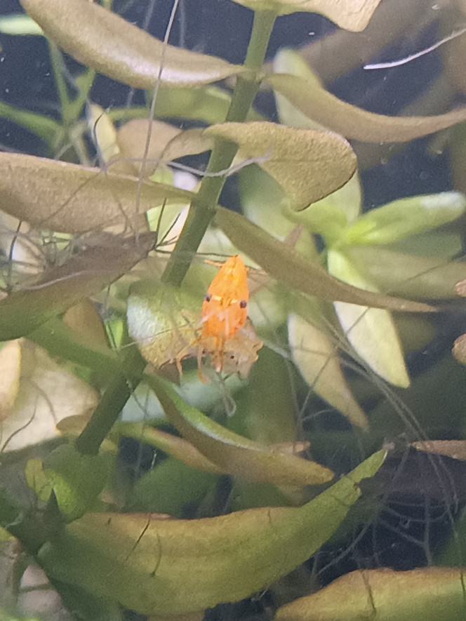 Première femelle grainée !!! La population va s'agrandir ! Cela fait maintenant un mois que mes yellows ce sont installées dans leur bac, et tout se passe au top ?? La preuve ! Après de nombreuses mues dans l'aquarium, je peux enfin observer la plus grosse femelle de bac avec des oeufs sous le ventre ? Hâte de voir tout ce petit monde grandir !