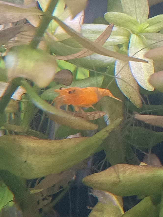 Première femelle grainée !!! La population va s'agrandir ! Cela fait maintenant un mois que mes yellows ce sont installées dans leur bac, et tout se passe au top ?? La preuve ! Après de nombreuses mues dans l'aquarium, je peux enfin observer la plus grosse femelle de bac avec des oeufs sous le ventre ? Hâte de voir tout ce petit monde grandir !