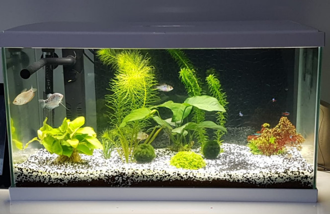 1er aquarium mon aquarium 50l avec un couple de Ramirezi, un couple de Trichogaster leerii, 1 corydoras, 5 néons rouges (cardinalis), 3 crevettes caridina multidentata et 3 crevettes red cherry